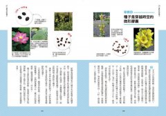 種子圖鑑：天上飛、河裡游、偽裝欺敵搞心機⋯讓你意想不到的種子變身小劇場 圖片 10