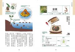 種子圖鑑：天上飛、河裡游、偽裝欺敵搞心機⋯讓你意想不到的種子變身小劇場 圖片 11