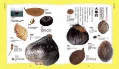 種子圖鑑：天上飛、河裡游、偽裝欺敵搞心機⋯讓你意想不到的種子變身小劇場 圖片 12