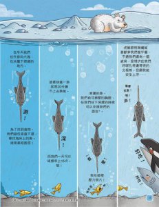 歡迎來我家！動物的奇妙生活2（極地、水生與夜間動物）：長牙棒、水上跑、黑暗中打獵…….，讓你大開眼界的吃拉睡生存技 圖片 5