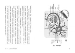 大腦升級2.0，鍛鍊更強大的自己【全新修訂版】：重新連結、活化刺激腦神經，擺脫負能量，迎接好生活 圖片 5