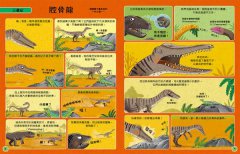 歡迎來我家！動物的奇妙生活4(恐龍、鳥與哺乳類)：從怪牙、異爪、長翅膀到雙腳站立，60種傳奇動物的生存大對決 圖片 2