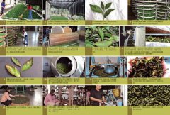 烏龍茶的世界：全方位茶職人45年心血結晶，從種茶、製茶、飲茶，告訴你烏龍茶風味的秘密 圖片 9