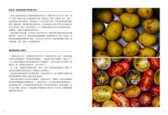 蔬食料理聖經（上）：葉菜、花菜、蔥蒜、嫩莖、玉米與番薯篇 圖片 4