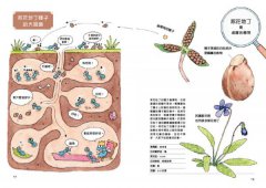 和路邊的花草做朋友：30種植物圖鑑Ｘ400幅手繪自然插圖，發現野草與人連結的日日趣味與生命智慧 圖片 8