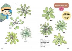 和路邊的花草做朋友：30種植物圖鑑Ｘ400幅手繪自然插圖，發現野草與人連結的日日趣味與生命智慧 圖片 10
