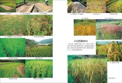 自然農【第1次栽培全圖解】：活化地力，最低程度介入的奇蹟栽培法〔10週年暢銷經典版〕 圖片 4