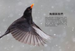 鳥類傳說：從羽翼到寓意，鳥的神話、象徵、生態奧祕與人類千年想像 圖片 2