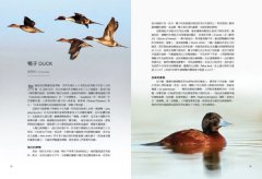 鳥類傳說：從羽翼到寓意，鳥的神話、象徵、生態奧祕與人類千年想像 圖片 3