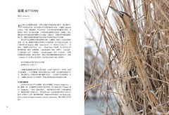 鳥類傳說：從羽翼到寓意，鳥的神話、象徵、生態奧祕與人類千年想像 圖片 5