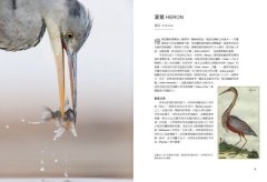 鳥類傳說：從羽翼到寓意，鳥的神話、象徵、生態奧祕與人類千年想像 圖片 6