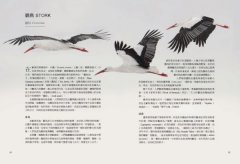 鳥類傳說：從羽翼到寓意，鳥的神話、象徵、生態奧祕與人類千年想像 圖片 8
