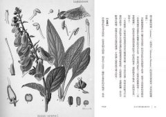 藥草與魔法：女巫、符咒、飛行軟膏與西方古老傳說 圖片 8