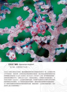 瘋狂的海馬：上帝在創造牠的時候，應該是喝醉了……  圖片 2