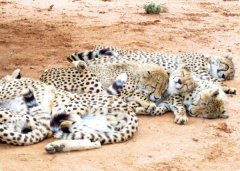 別讓世界只剩下動物園【修訂新版】：我在非洲野生動物保育現場 圖片 4