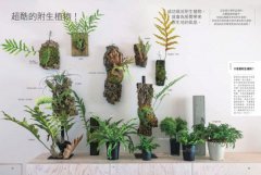 觀葉植物完全栽培手冊：日本NHK節目園藝植栽家，仿「原生地」栽種、人氣與新品植物履歷、美形設計大公開 圖片 2