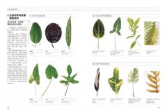 觀葉植物完全栽培手冊：日本NHK節目園藝植栽家，仿「原生地」栽種、人氣與新品植物履歷、美形設計大公開 圖片 3