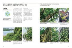 觀葉植物完全栽培手冊：日本NHK節目園藝植栽家，仿「原生地」栽種、人氣與新品植物履歷、美形設計大公開 圖片 5