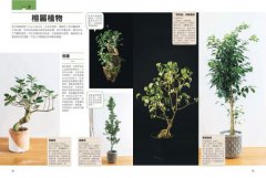觀葉植物完全栽培手冊：日本NHK節目園藝植栽家，仿「原生地」栽種、人氣與新品植物履歷、美形設計大公開 圖片 6