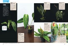 觀葉植物完全栽培手冊：日本NHK節目園藝植栽家，仿「原生地」栽種、人氣與新品植物履歷、美形設計大公開 圖片 7