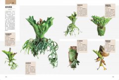 觀葉植物完全栽培手冊：日本NHK節目園藝植栽家，仿「原生地」栽種、人氣與新品植物履歷、美形設計大公開 圖片 8