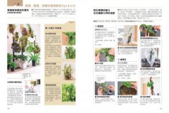 觀葉植物完全栽培手冊：日本NHK節目園藝植栽家，仿「原生地」栽種、人氣與新品植物履歷、美形設計大公開 圖片 9
