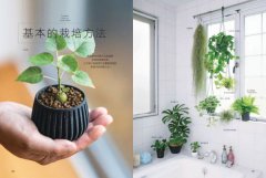 觀葉植物完全栽培手冊：日本NHK節目園藝植栽家，仿「原生地」栽種、人氣與新品植物履歷、美形設計大公開 圖片 10