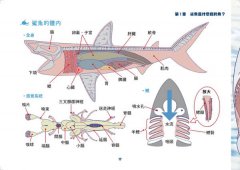 世界鯊魚大全：手繪125種史上最齊全鯊魚圖鑑 圖片 3