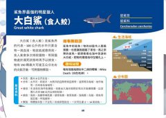 世界鯊魚大全：手繪125種史上最齊全鯊魚圖鑑 圖片 4