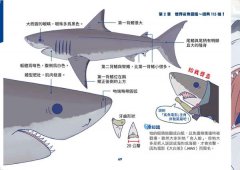 世界鯊魚大全：手繪125種史上最齊全鯊魚圖鑑 圖片 5