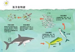 海洋解剖書（暢銷紀念版）：超過650幅海洋博物繪，帶你深入淺出，全方位探索洋流、地形、鯨豚等自然知識  圖片 7