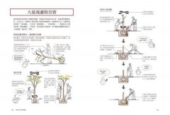 超圖解！住宅植栽造園全書：庭木造園•雜木庭園•茶庭•坪庭•針葉樹庭院•英式花園……實現日本庭屋一如的造園實作與美感關鍵 圖片 9