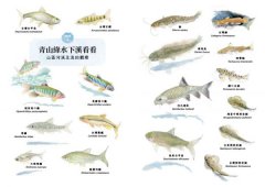 看魚：台灣第一本河溪魚類水下踏查實錄 圖片 4