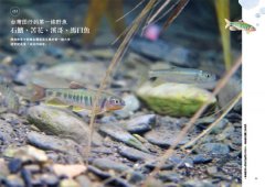 看魚：台灣第一本河溪魚類水下踏查實錄 圖片 5