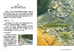 看魚：台灣第一本河溪魚類水下踏查實錄 圖片 6