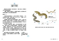 看魚：台灣第一本河溪魚類水下踏查實錄 圖片 7