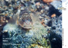 看魚：台灣第一本河溪魚類水下踏查實錄 圖片 8